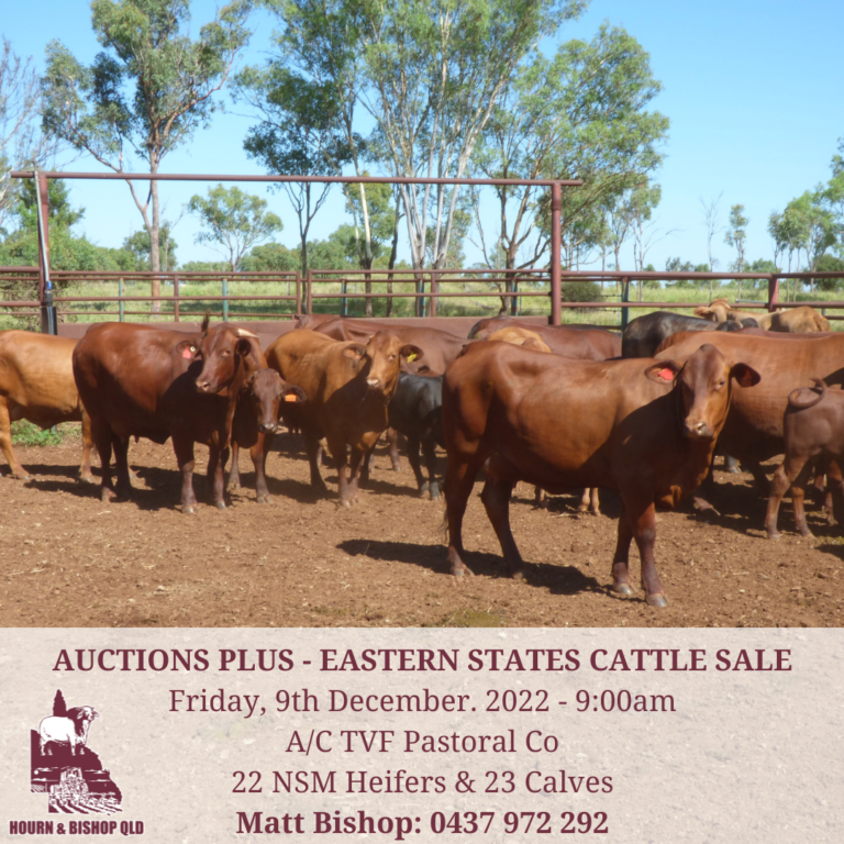 auctionsplus cattle