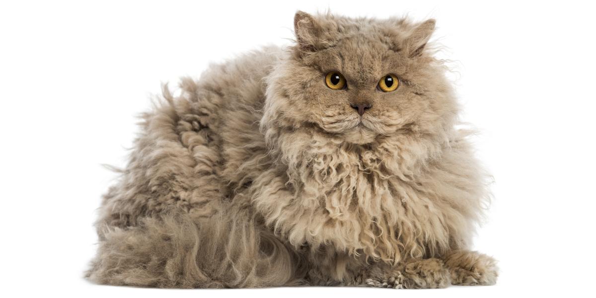 selkirk rex cats for sale