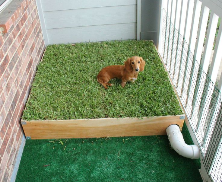 real grass dog potty