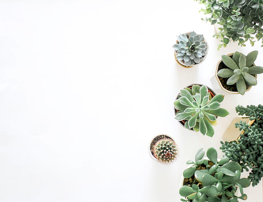 aesthetic minimalist plant background