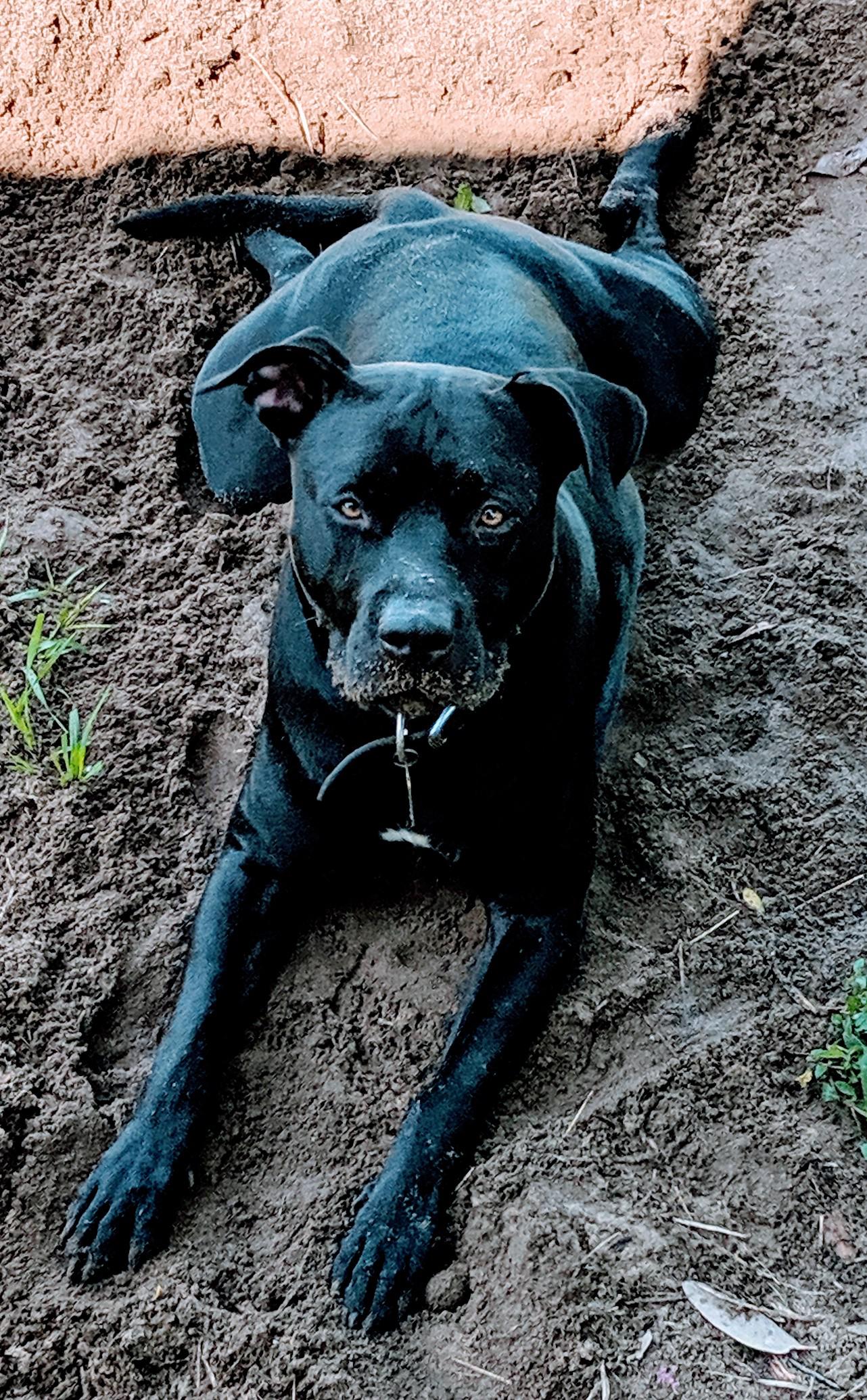 american bulldog mix labrador