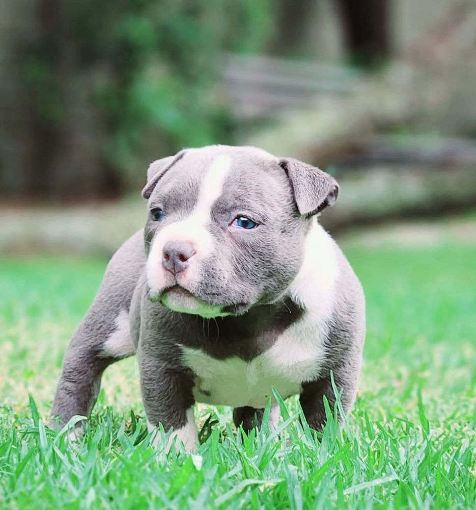 american bully for sale near me