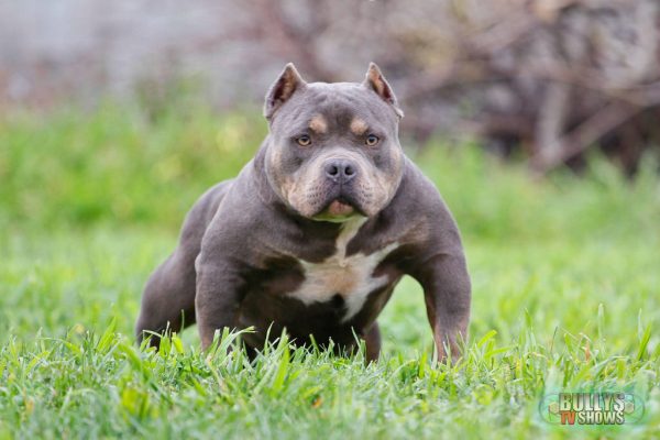 american pitbull blue bully