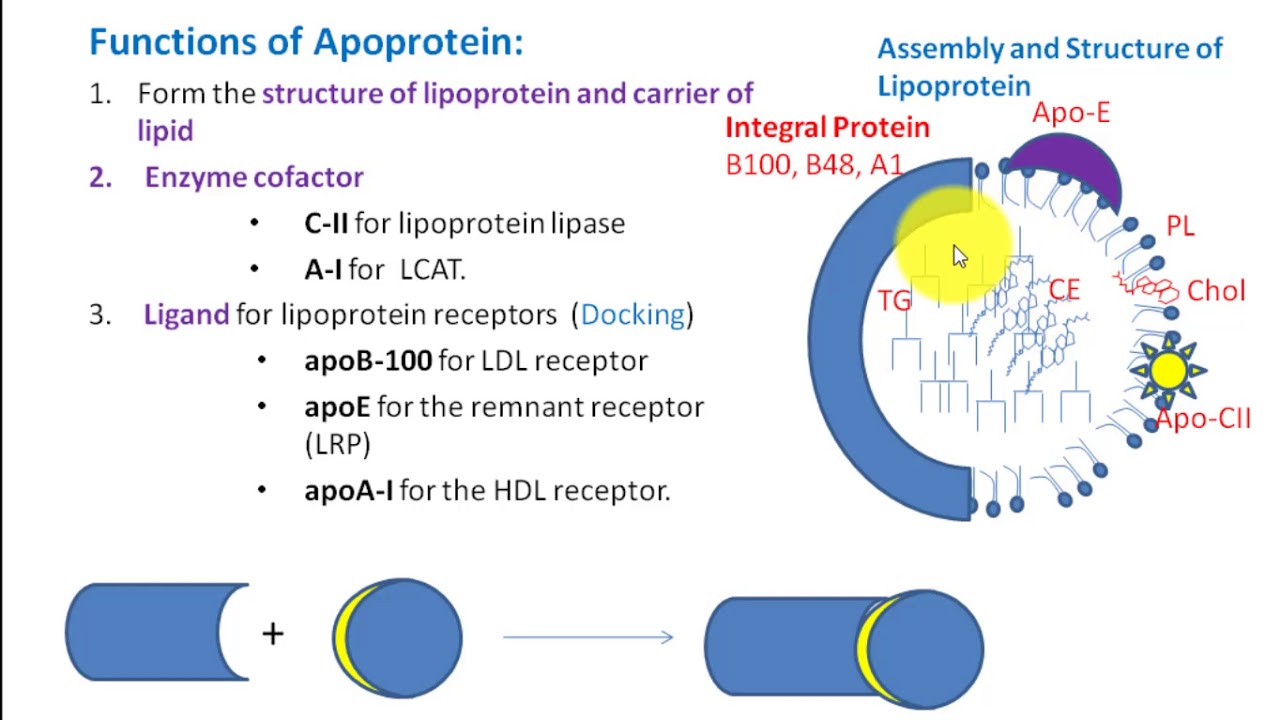 apoprotein