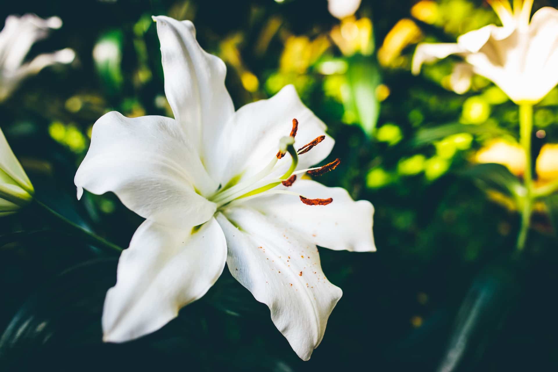 are white lilies poisonous to dogs