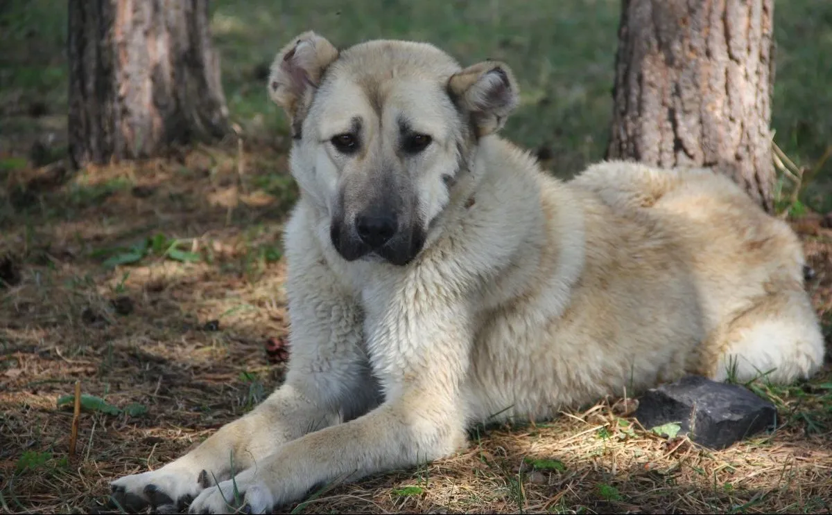 armenian gampr dog