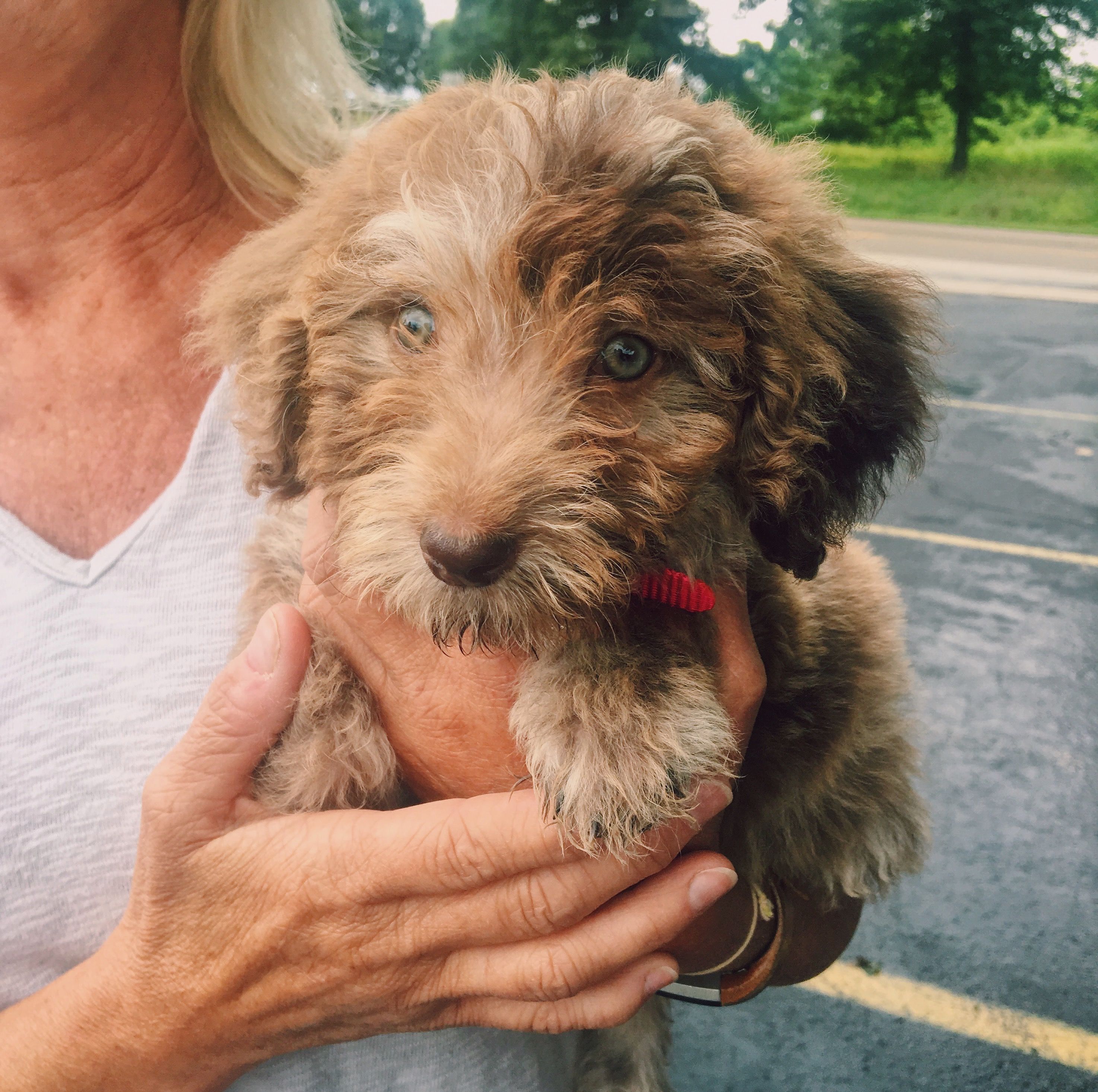 aussiedoodle braun