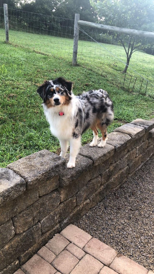 average weight for male australian shepherd