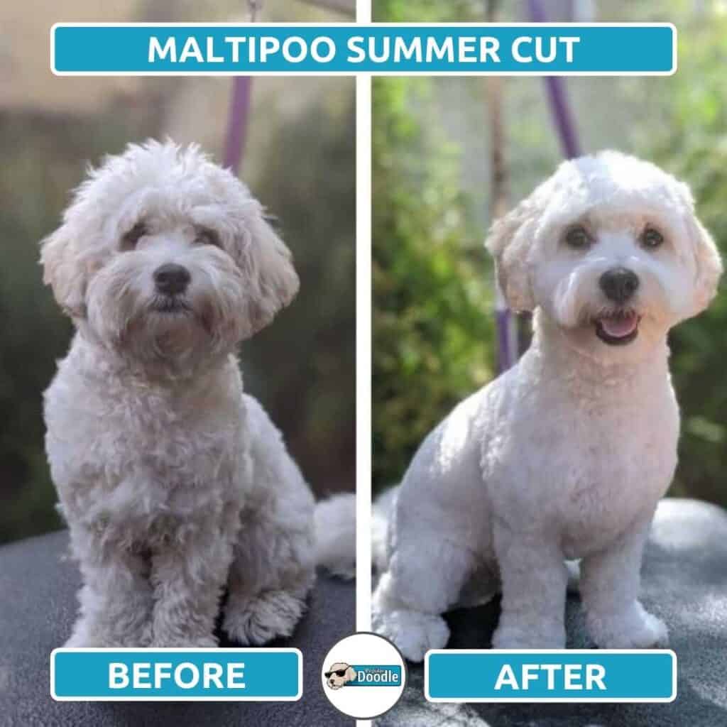 short hair maltipoo haircuts