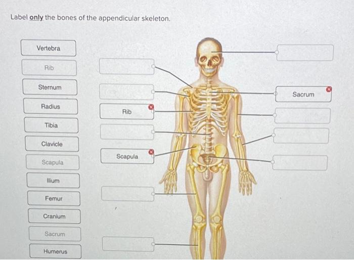 label the parts of the skeleton chegg