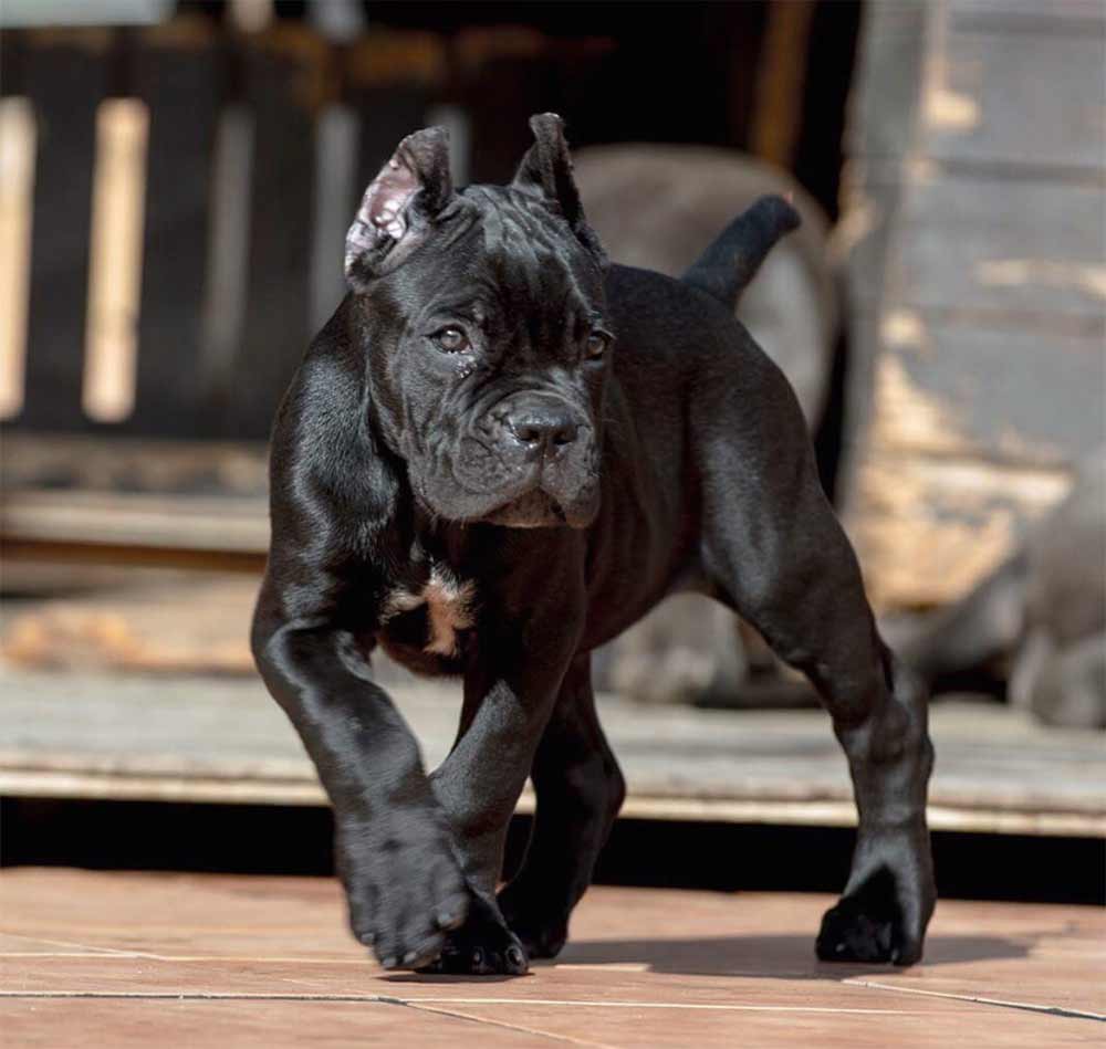 cane corso for sale uk