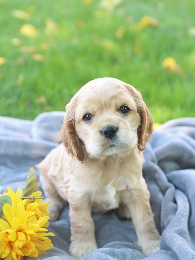 cocker spaniel puppies for sale