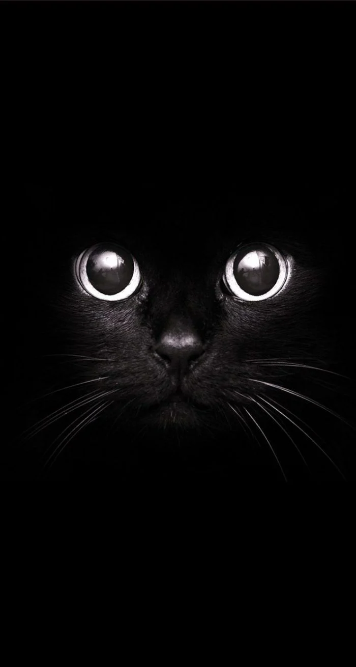 cute black cat wallpaper