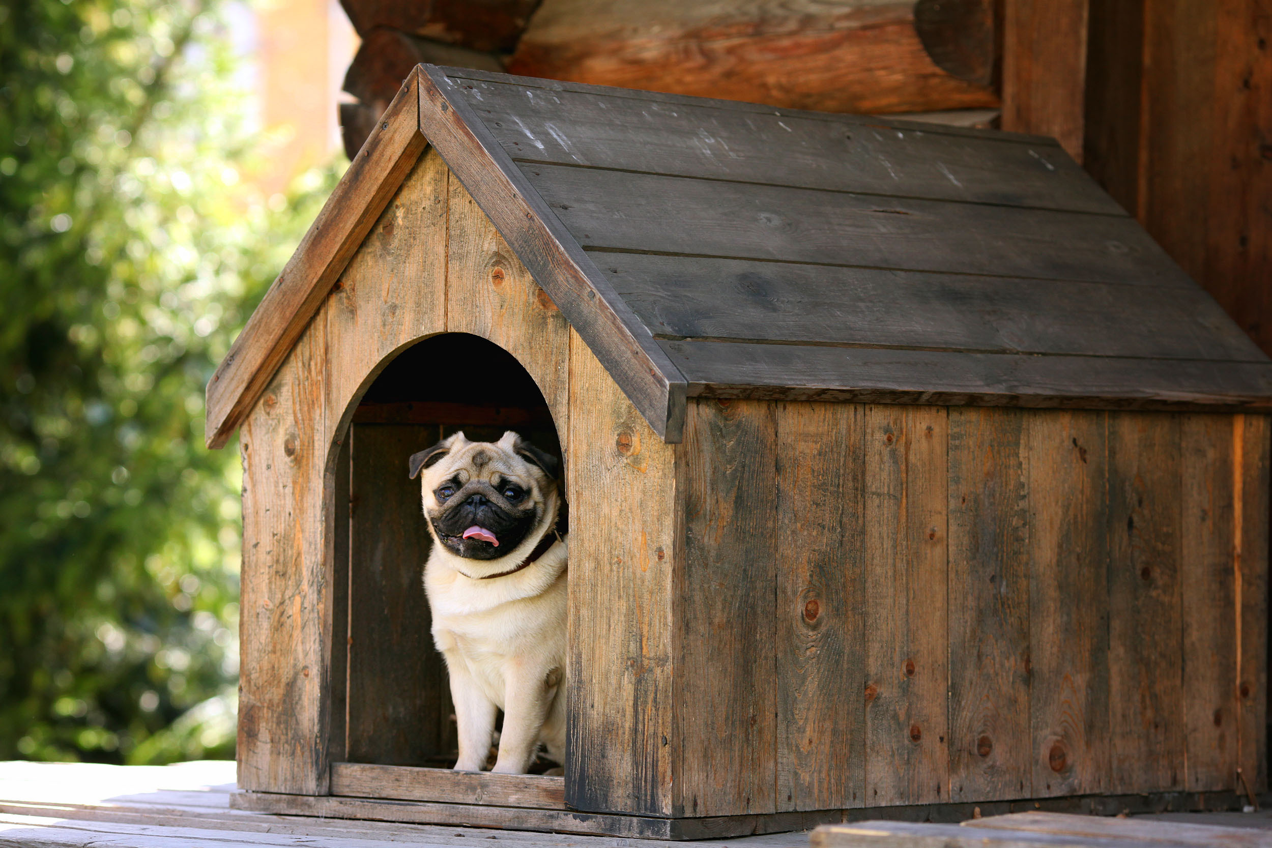 dog kennel