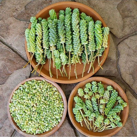 donkey tail plant propagation