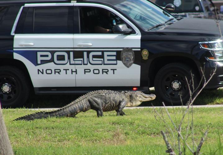 alligator escorts