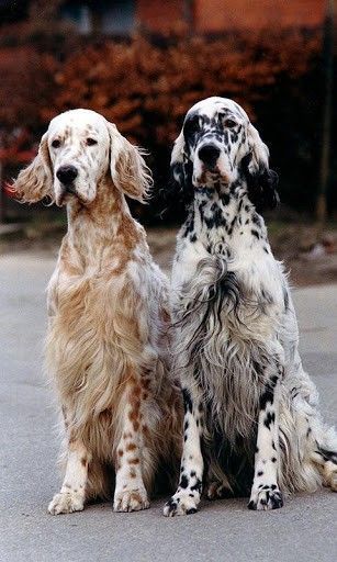 two setter