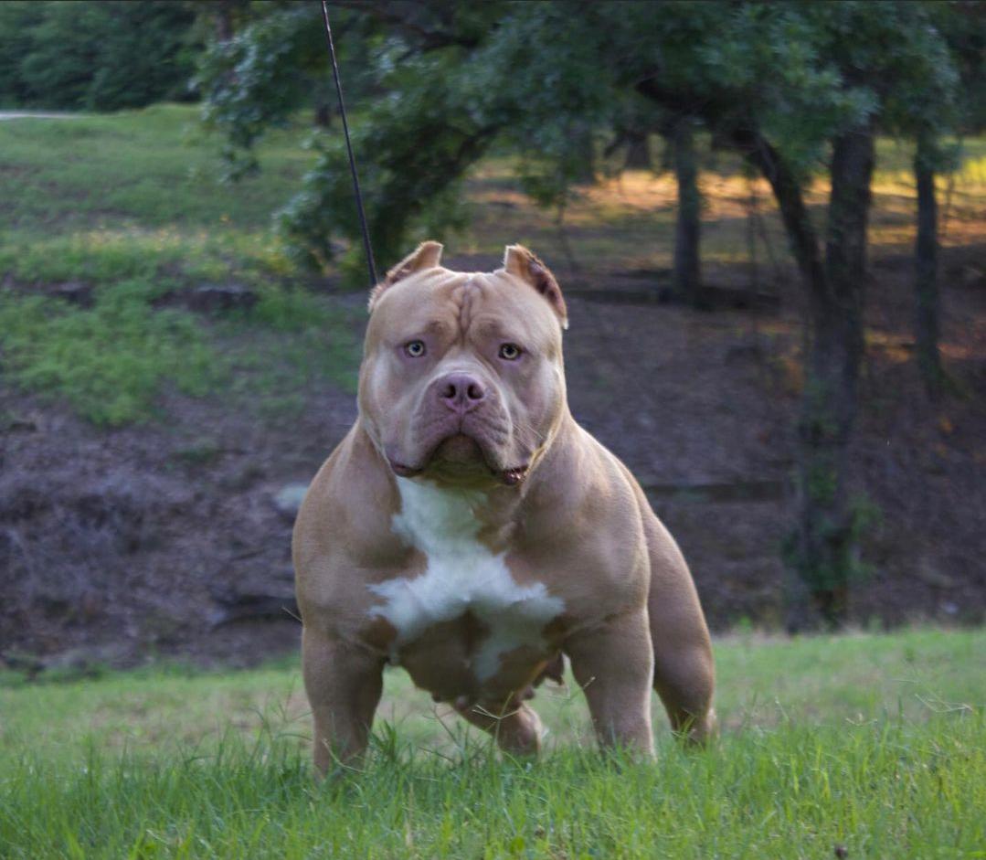 american bully dog pocket