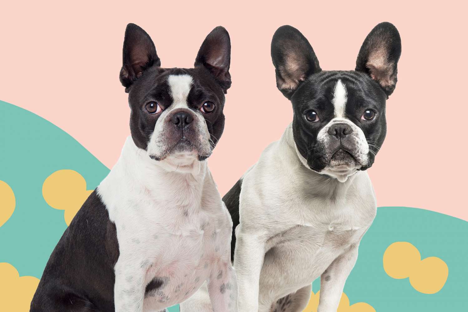 boston terrier versus french bulldog