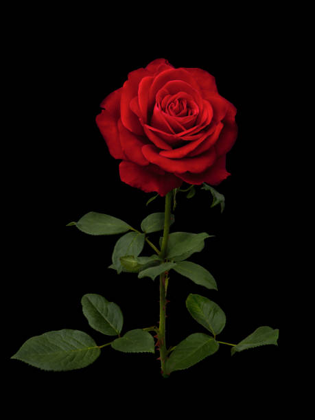 single red rose image