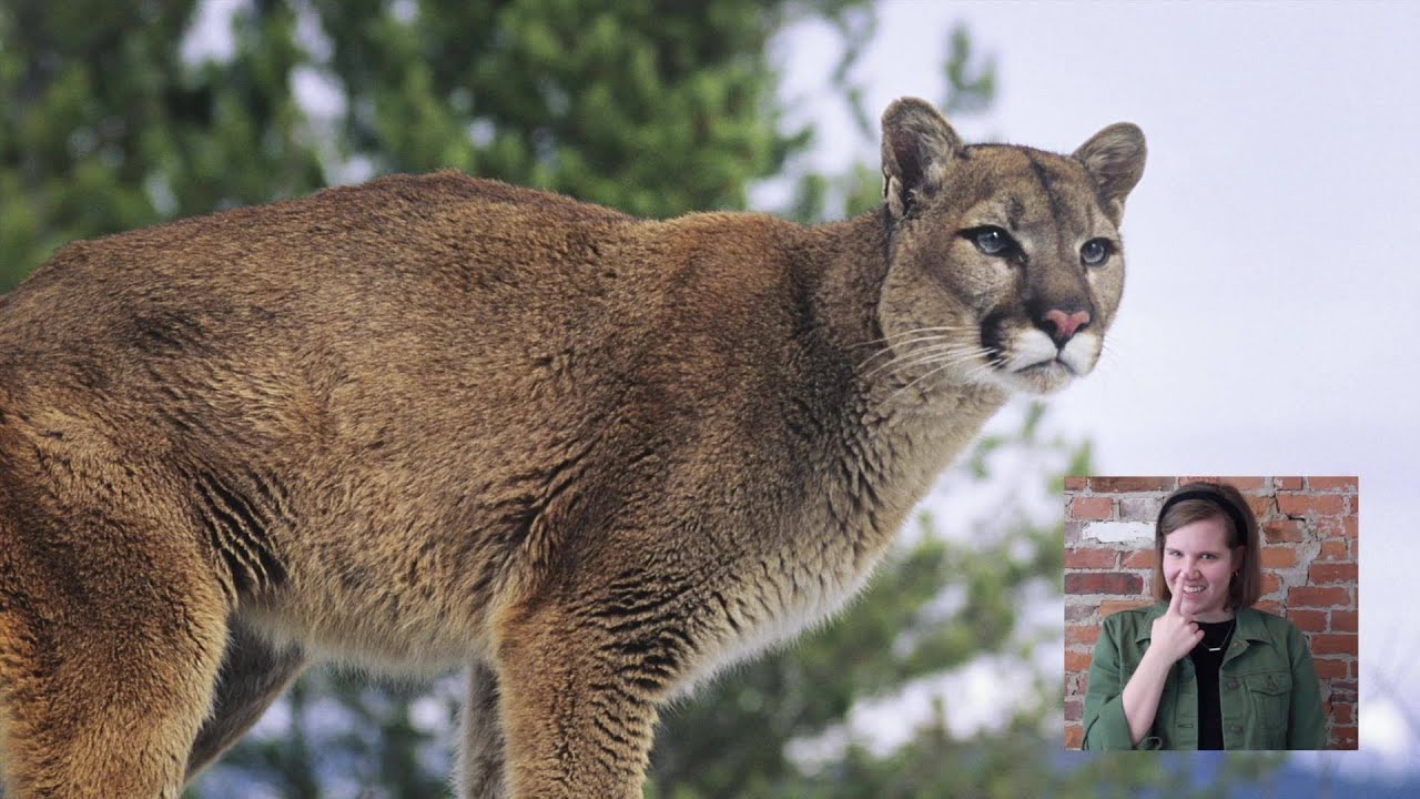 difference between puma and cougar