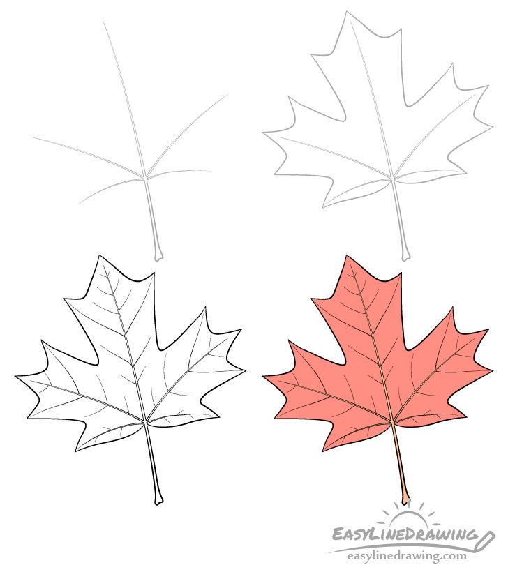 draw a maple leaf