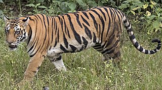 tiger in hindi pronunciation