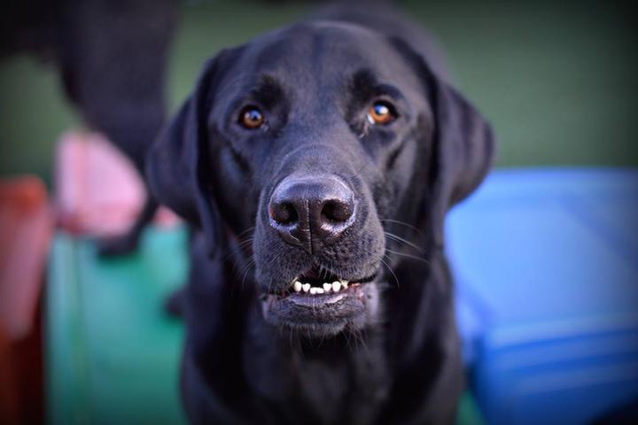 dog boarding palatine il