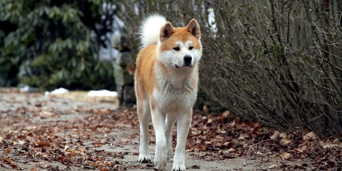 hachi the dog full movie