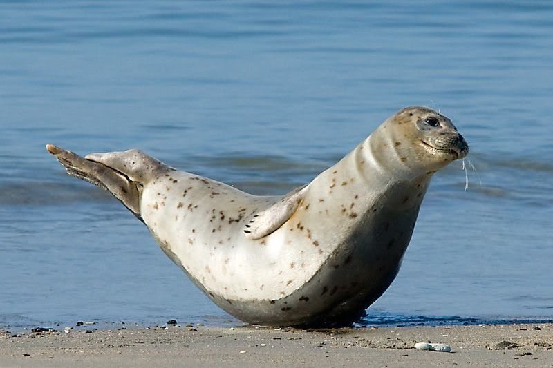 banana pose seals