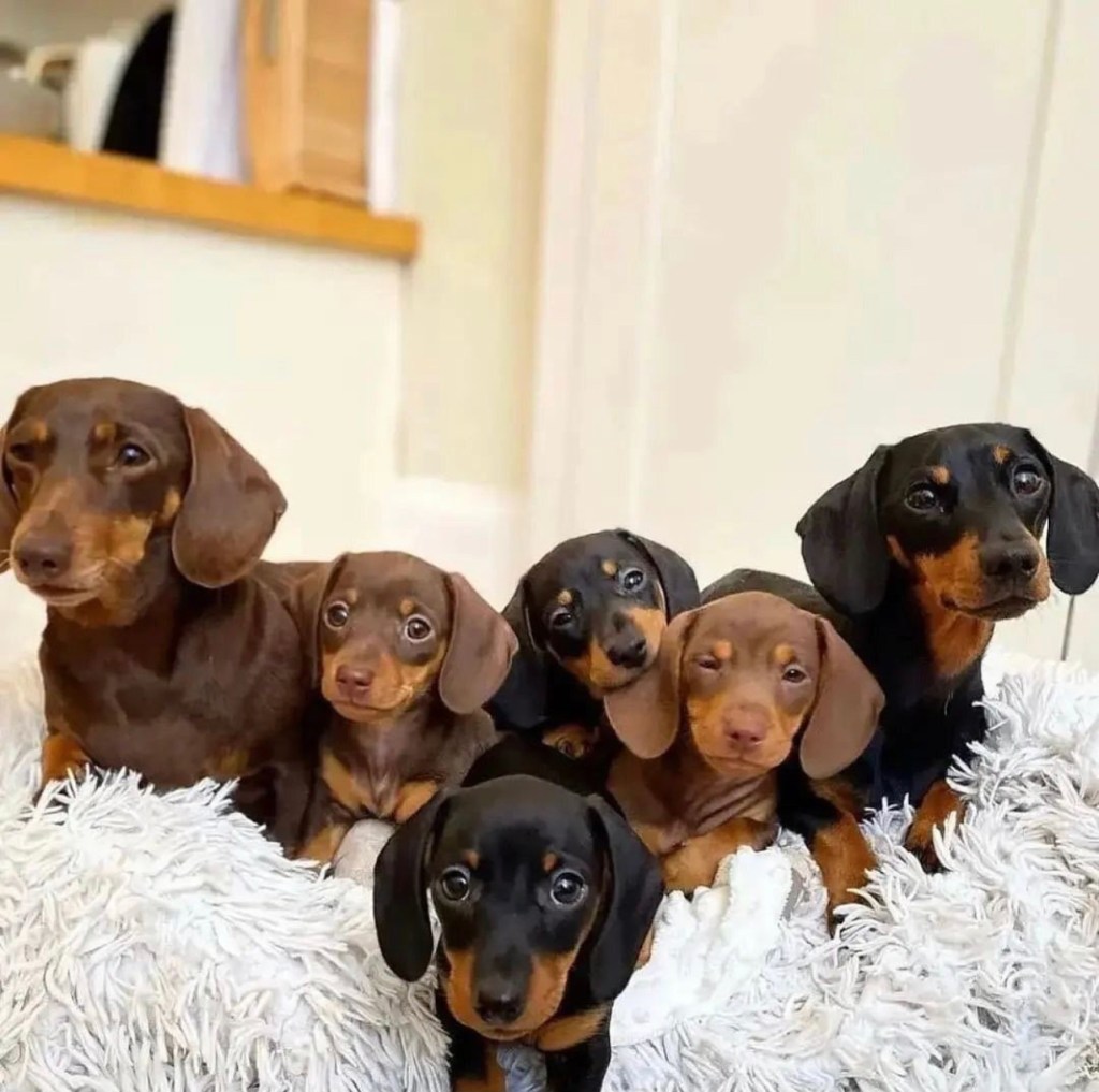 dachshund puppies for sale