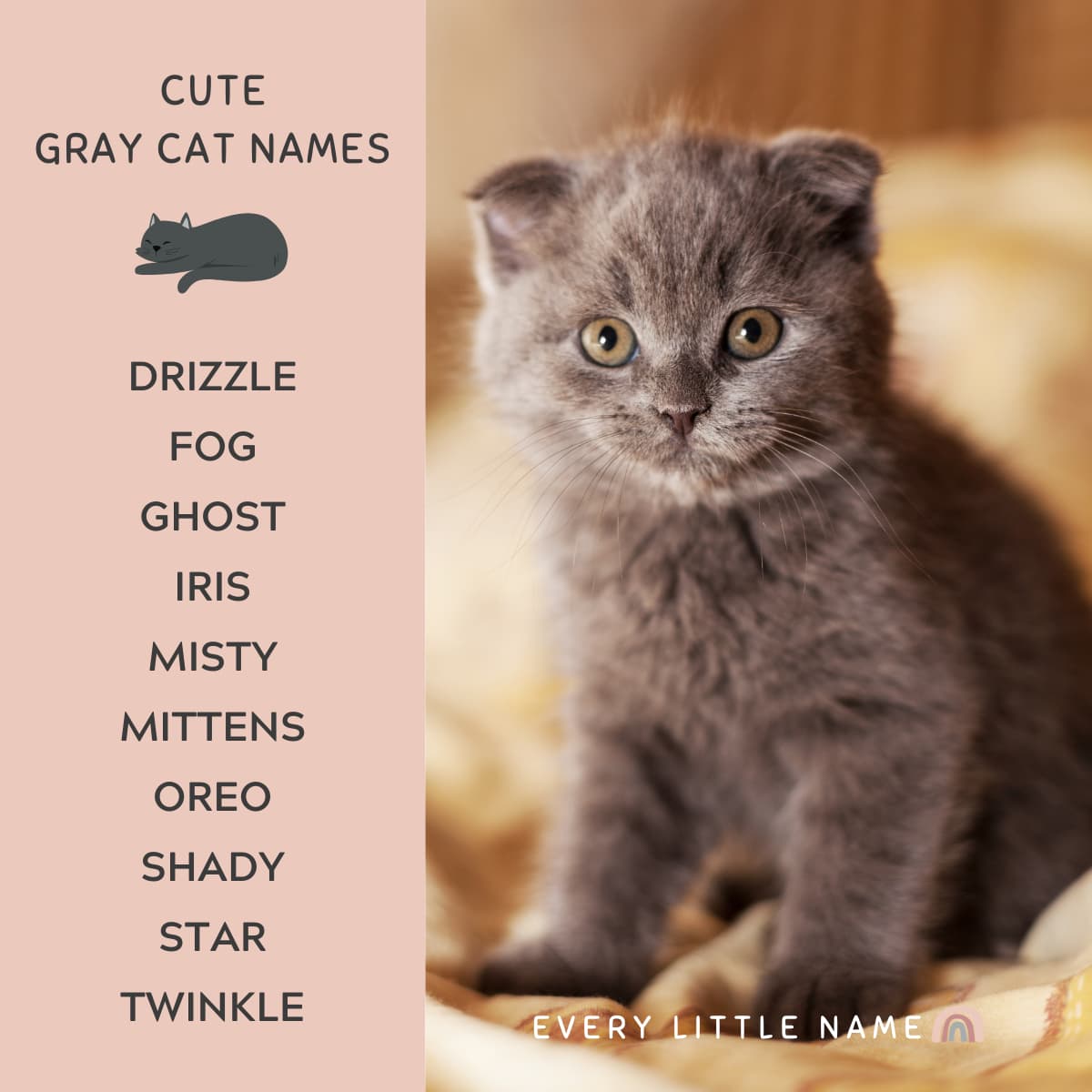 gray male cat names