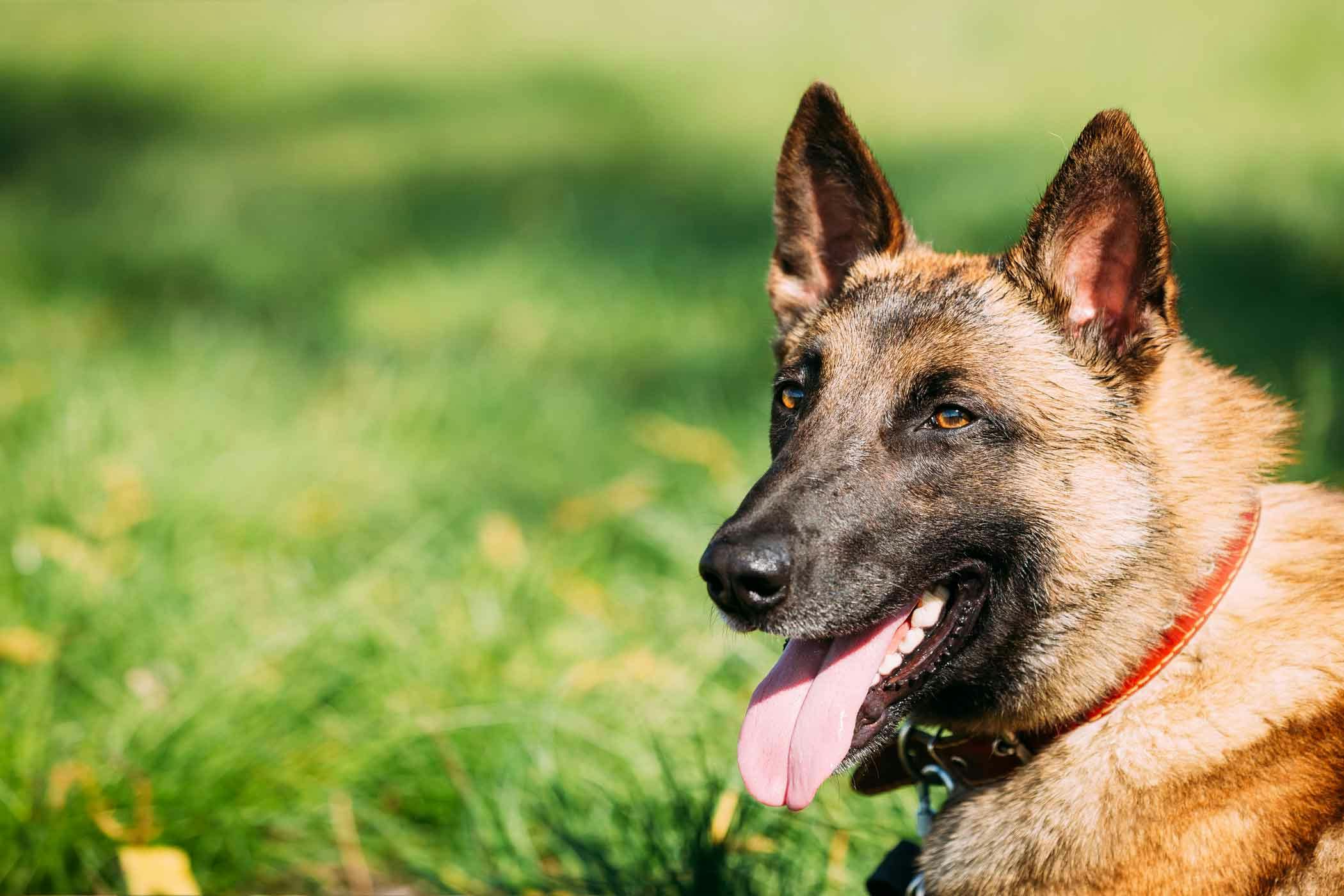 belgian puppy names