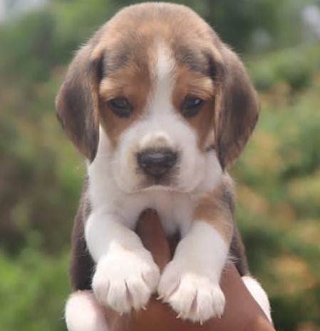 beagle dog price hyderabad