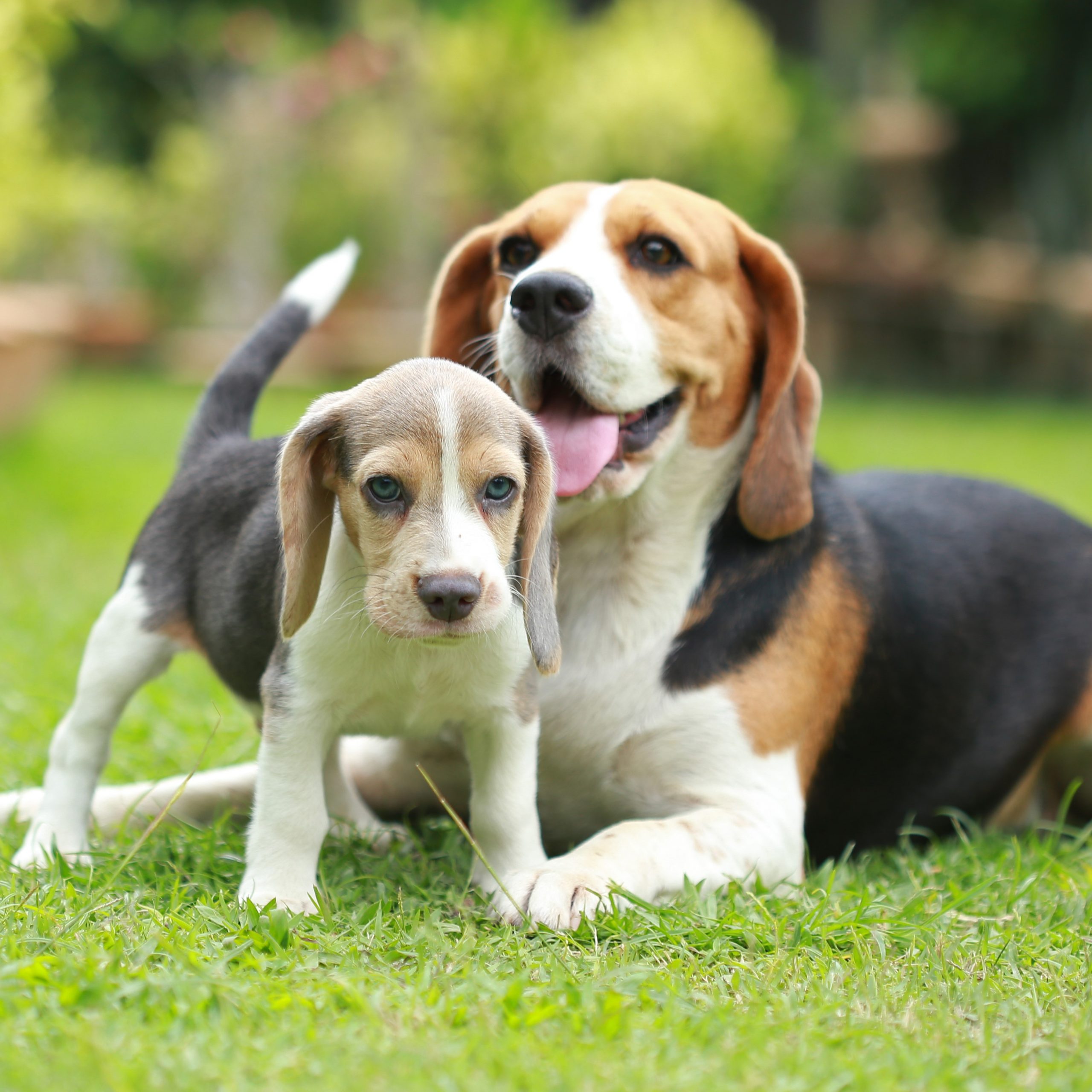 beagle dogs for sale