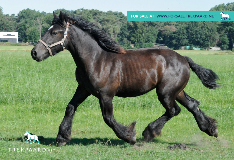 belgian draught horse for sale