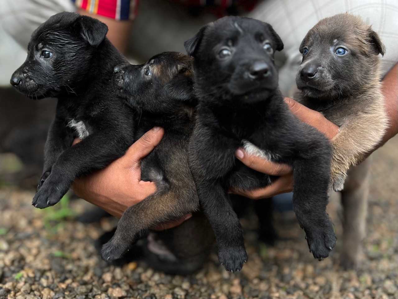 belgian malinois price in mumbai