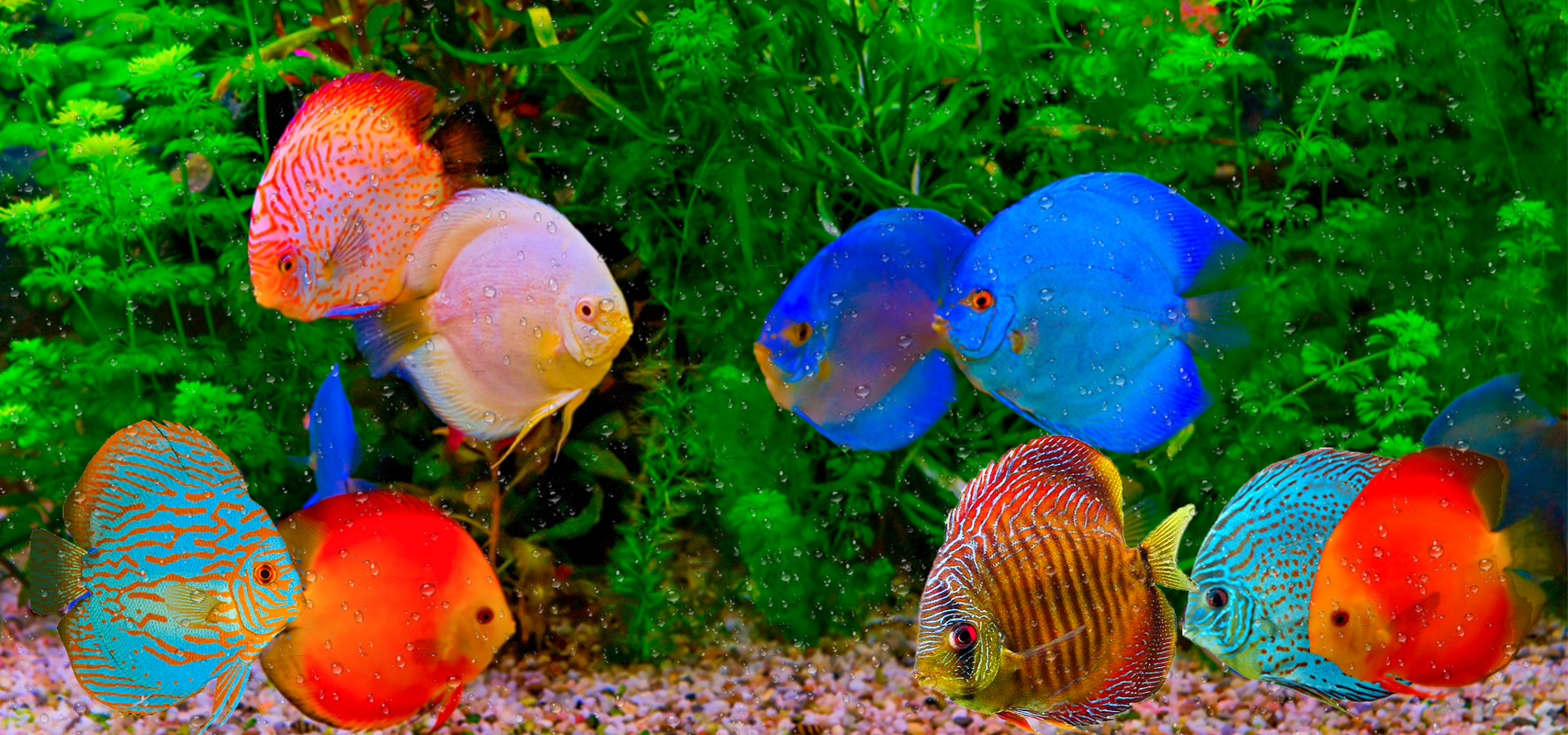 best place to buy discus fish online