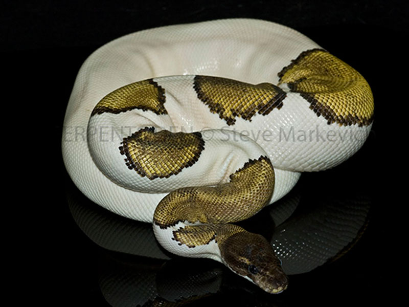 mojave pied ball python