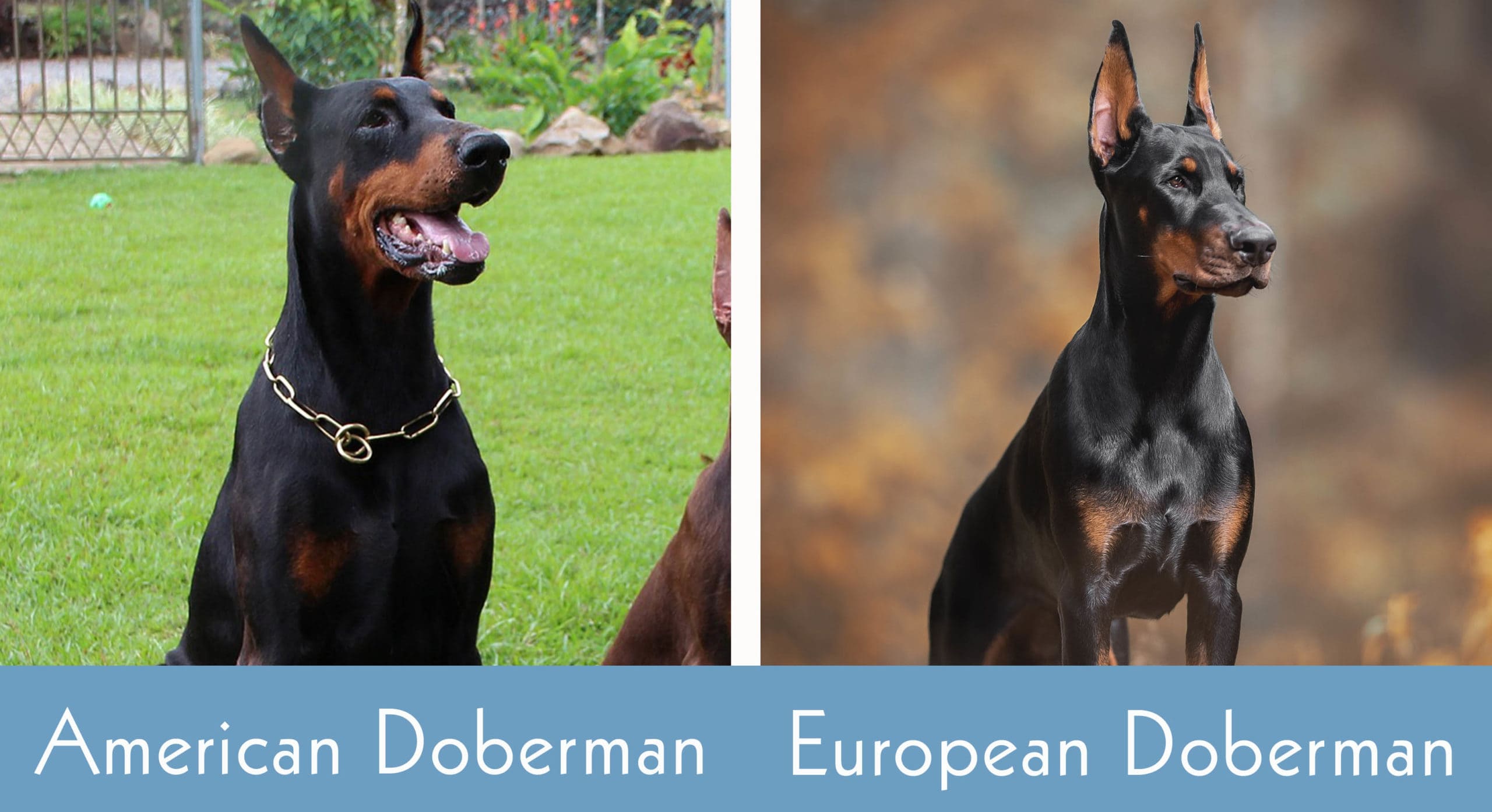 european doberman vs american doberman