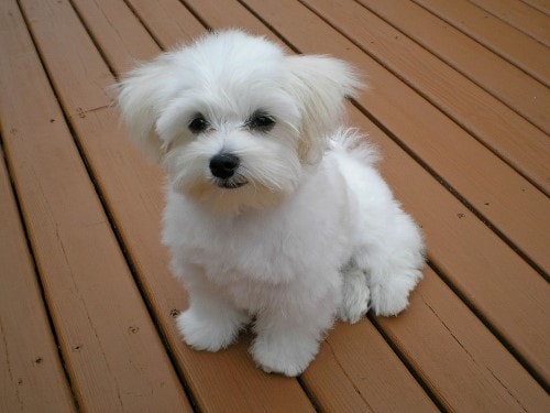 bichon frise maltese