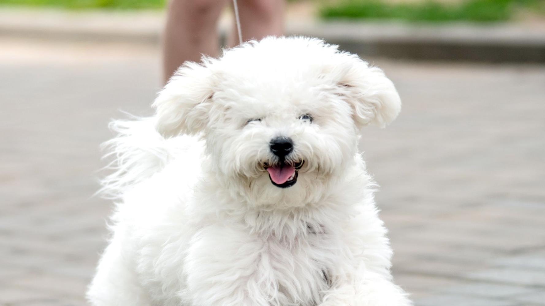 bichon frise puppies for sale near me