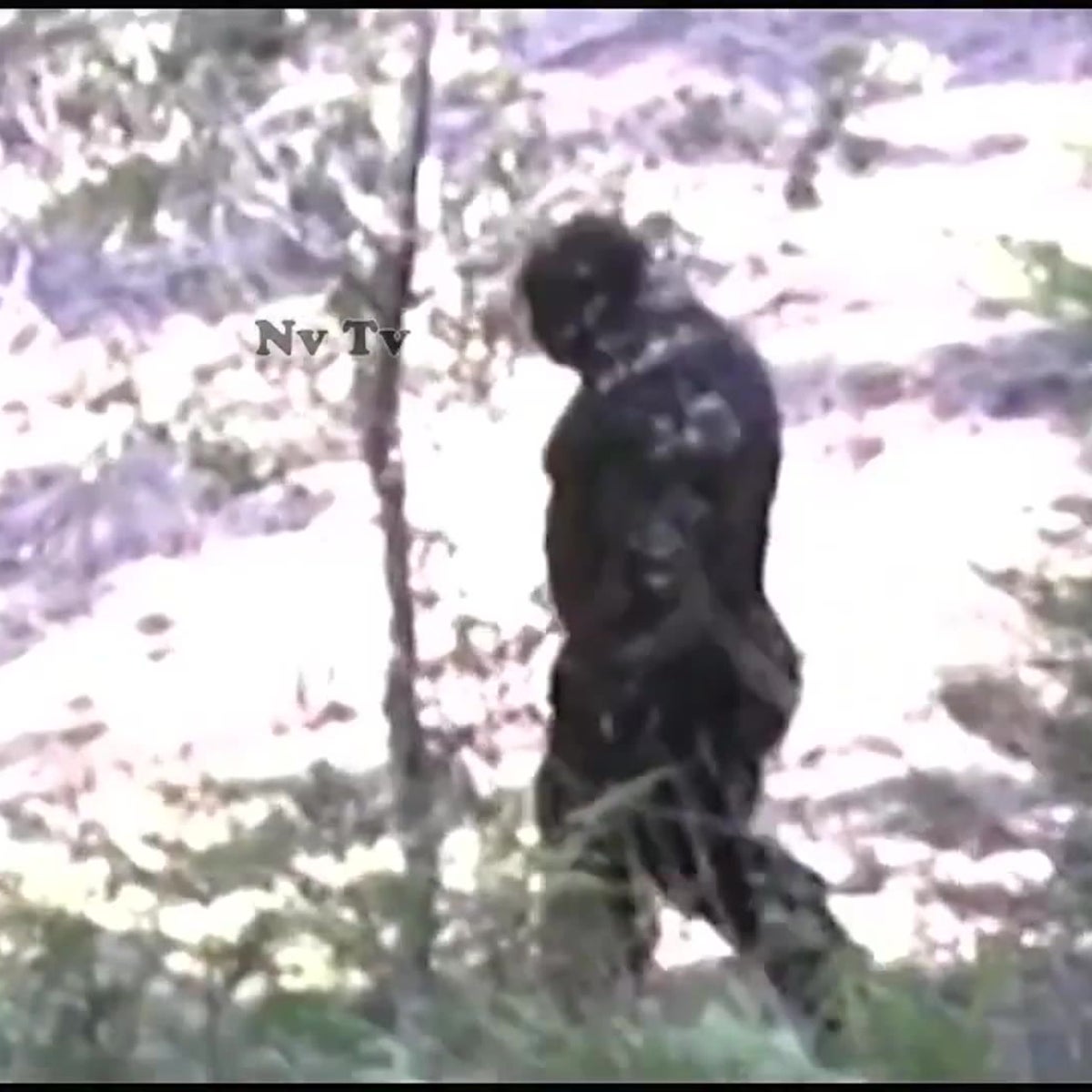 bigfoot sightings youtube