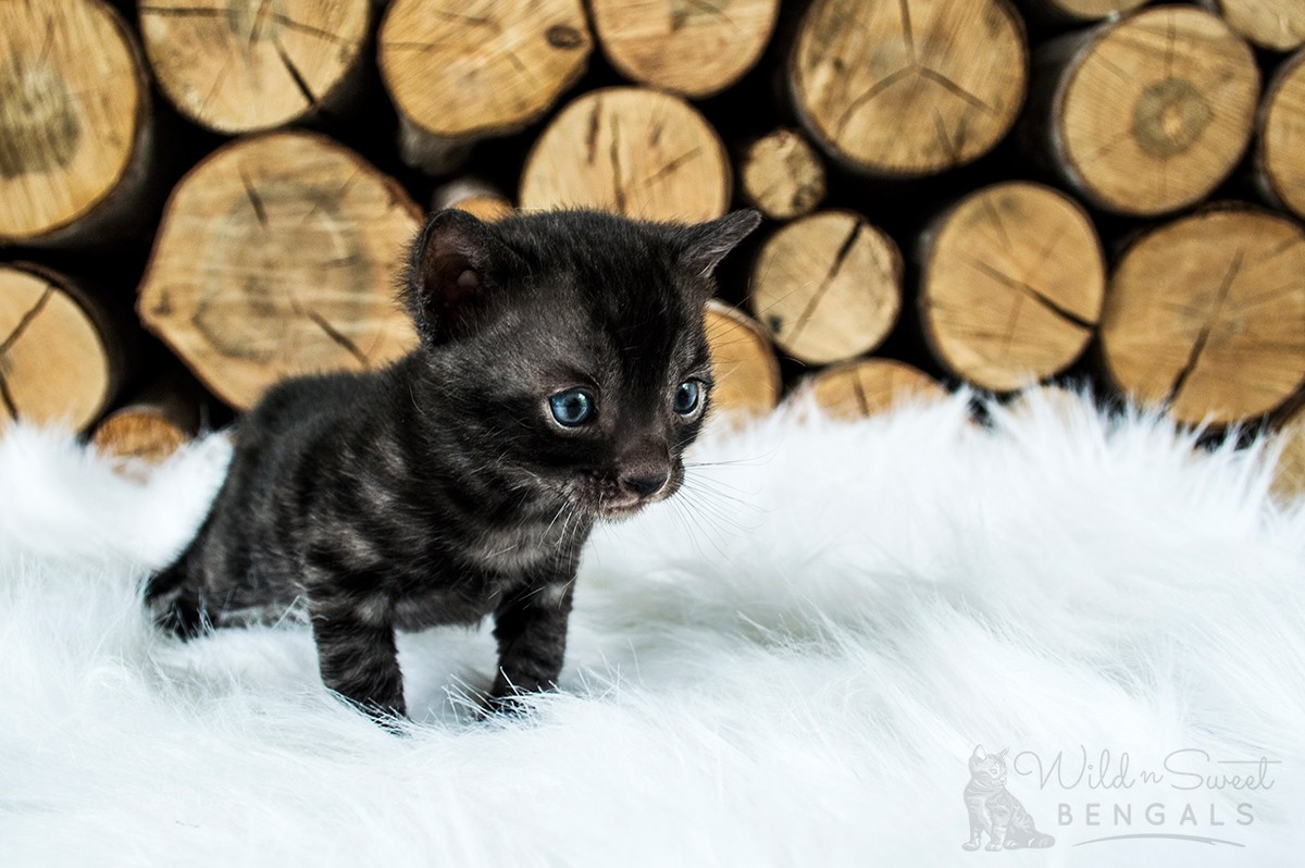 black bengal kittens for sale