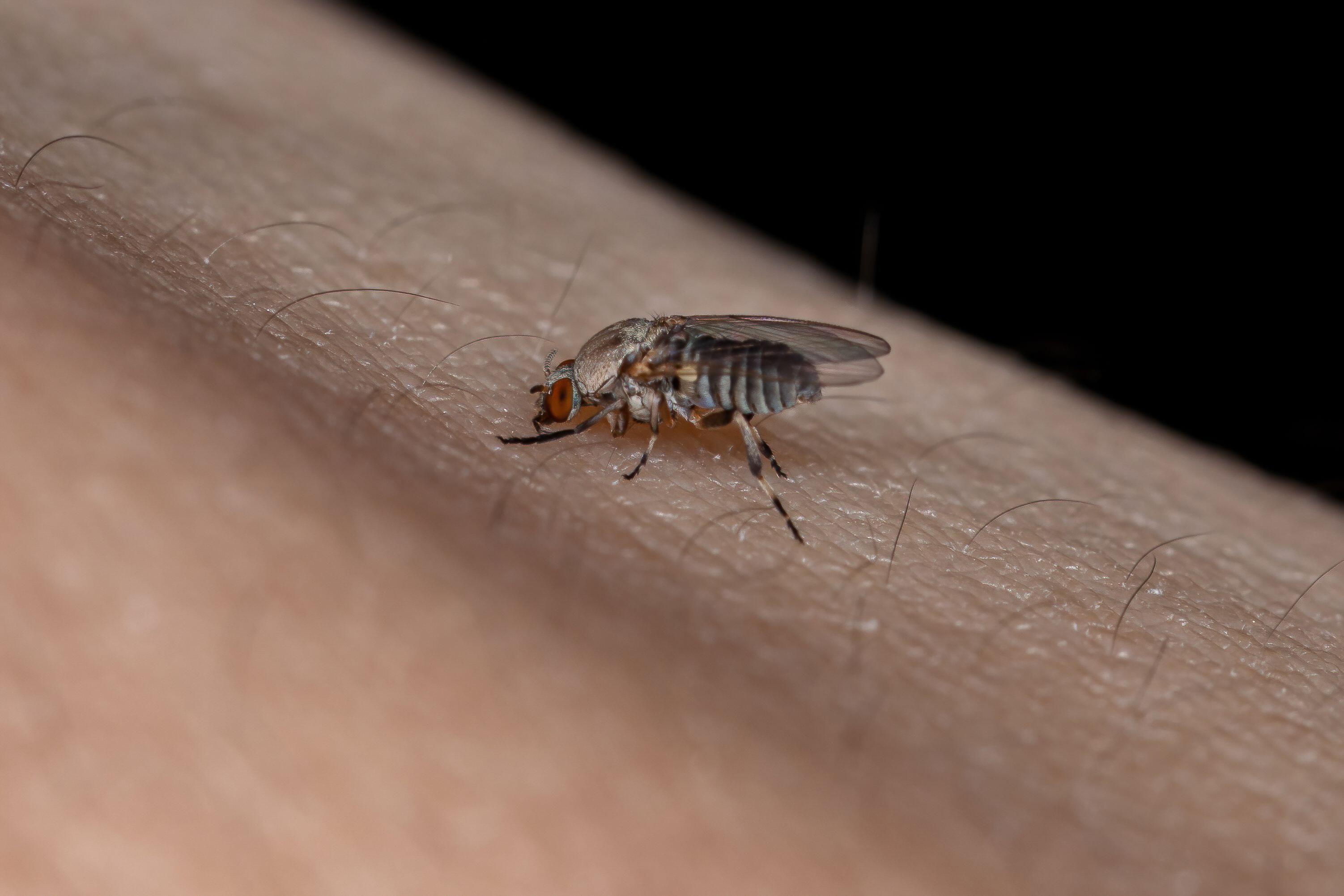 black fly bites spain treatment