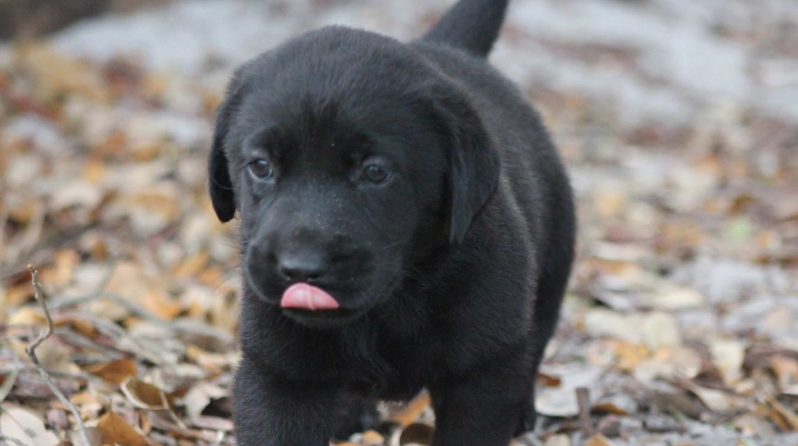 black lab puppies for sale