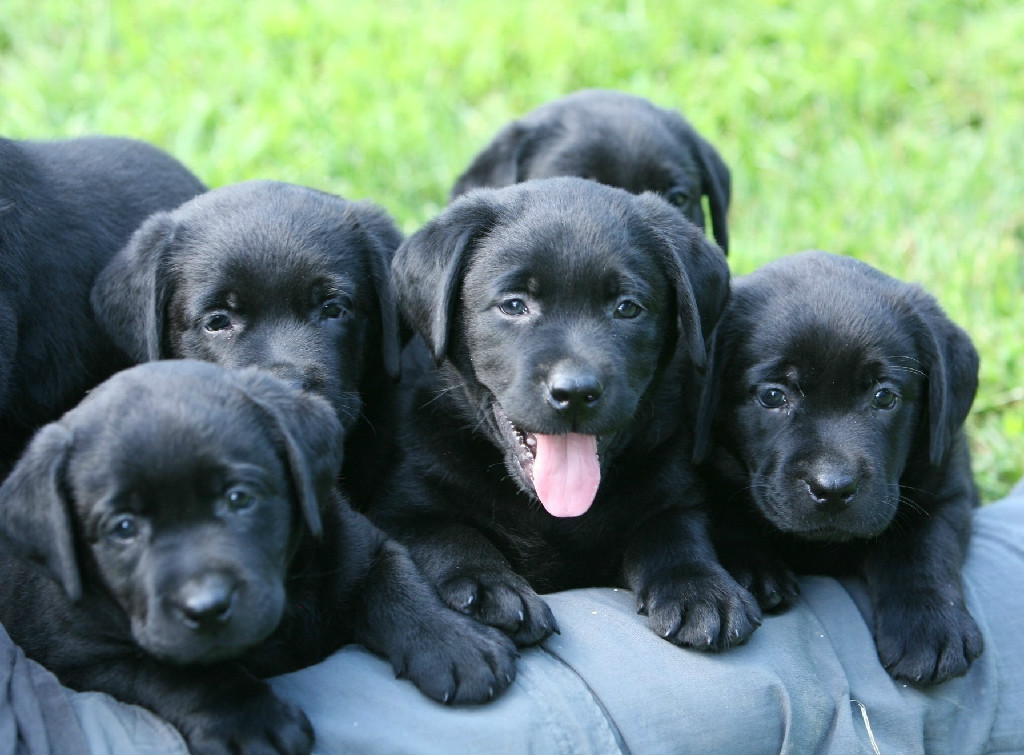 black labrador puppies for sale