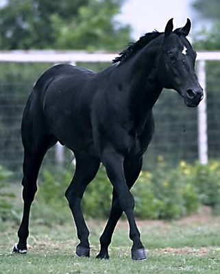 black quarter horse