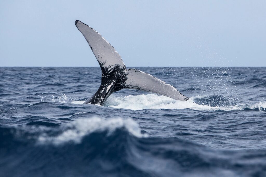 bonavista puffin and whale tours