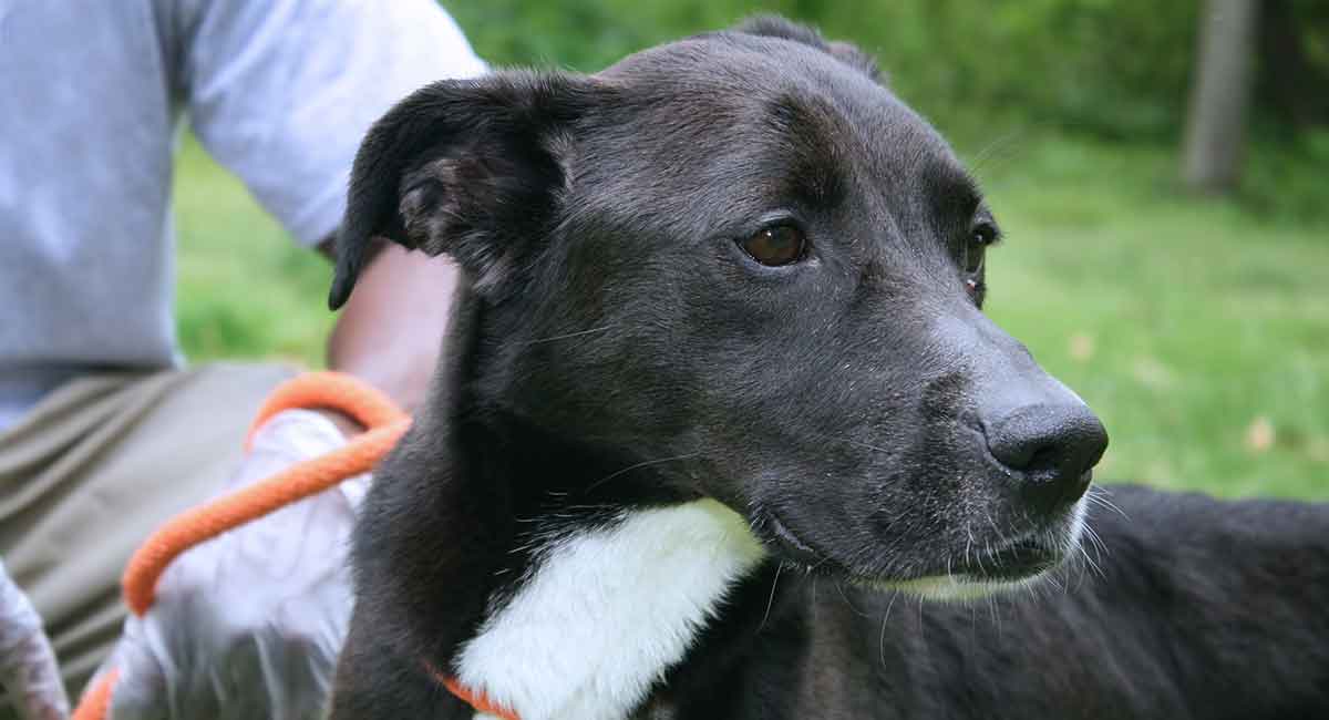 border collie labrador mix